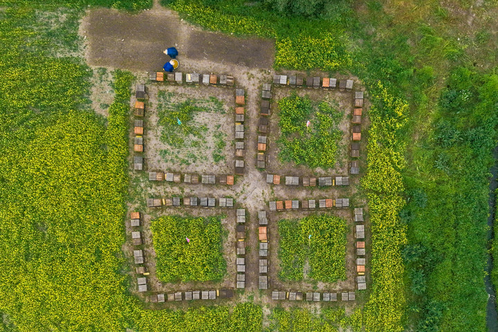 圖片故事丨追花人家 甜在田間