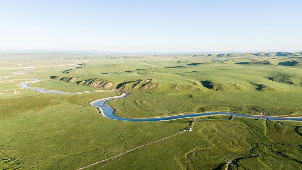 青海澤庫(kù)：夏日草原牧牛羊