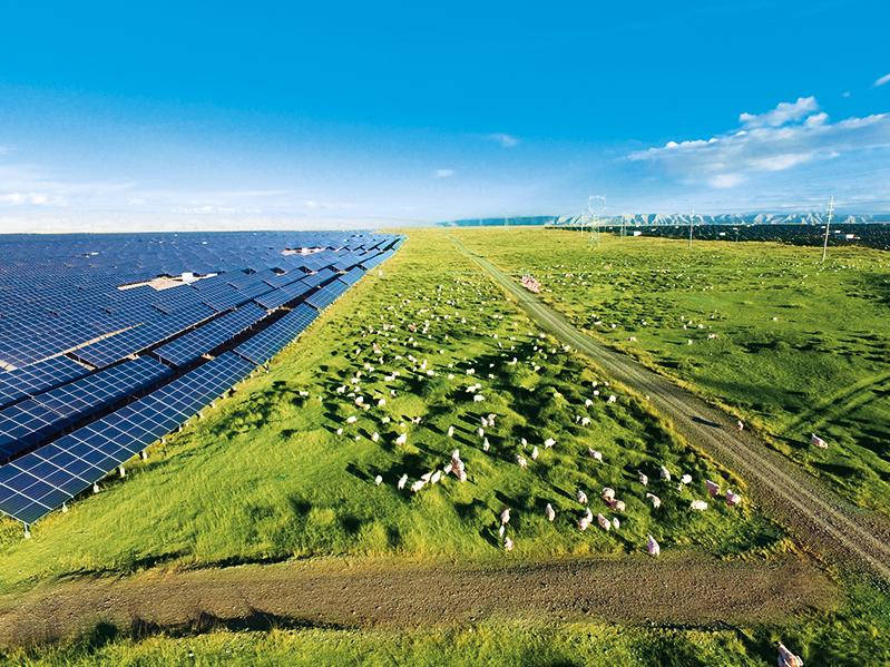  瞭望 | “光伏羊”唱出新牧歌
