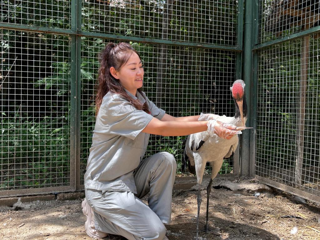 鶴舞高原——黑頸鶴“降級(jí)”背后的青海守護(hù)