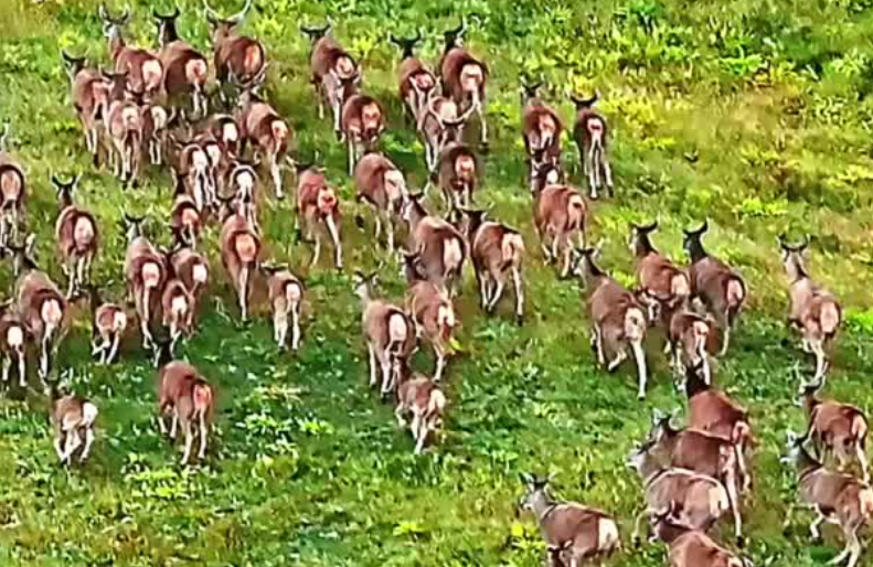 青海囊謙：白唇鹿漫步三江源