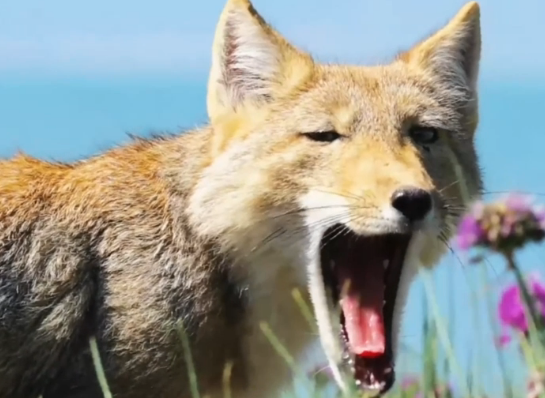 秀我中國(guó)｜藏狐現(xiàn)身青海湖鳥(niǎo)島