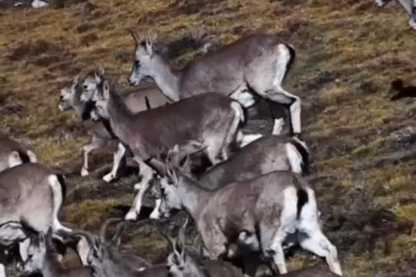 青海海晏：上百只巖羊山脊奔騰 盡顯野性之美 