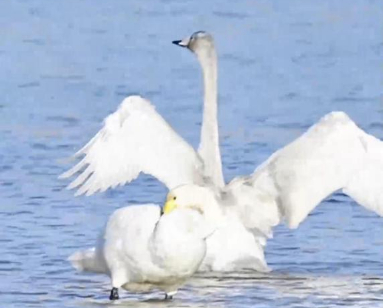 母亲河的冬日浪漫 藏在天鹅轻柔起舞中