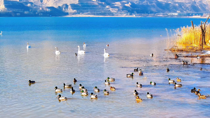 如约而至！青海化隆湿地连续十一年迎来越冬大天鹅