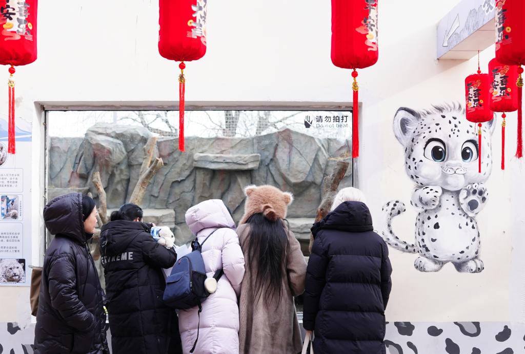 和雪豹一起過假期