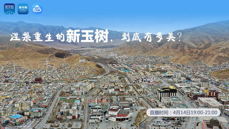 涅槃重生的新玉樹，到底有多美？