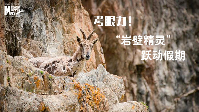 三江源慢直播丨考眼力！“巖壁精靈”躍動假期