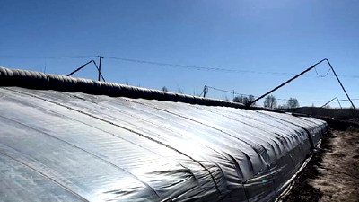 新鮮！青藏高原長(zhǎng)出“熱帶水果”