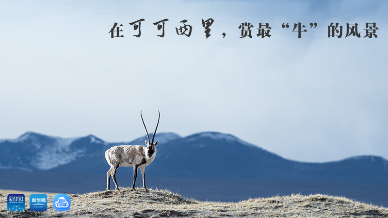 三江源慢直播丨在可可西里，賞最“牛”的美景