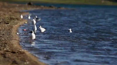 世界野生動(dòng)植物日，帶您到青藏高原領(lǐng)略“野生動(dòng)物家園”